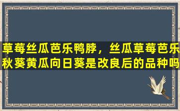 草莓丝瓜芭乐鸭脖，丝瓜草莓芭乐秋葵黄瓜向日葵是改良后的品种吗插图